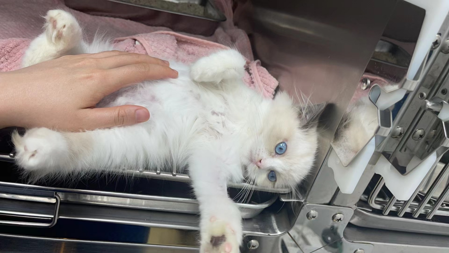 VetMedix Case Sharing丨Ветеринарне лазерне лікування високої потужності локалізованого набряку шкіри та видалення волосся через 441