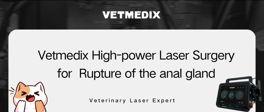 VETMEDIX Case Sharing丨Лазерна хірургія високої потужності для розриву анальної залози