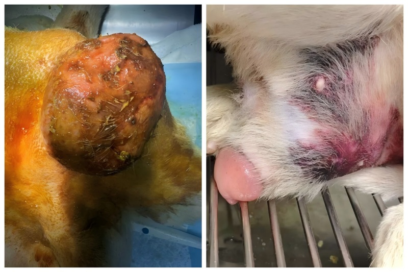 Vetmedix Case Sharing丨Застосування високоенергетичної лазерної терапії в лікуванні збільшення простати