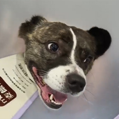 Звіт про випадок Vetmedix丨Використання ветеринарної лазерної терапії для лікування гострого невриту у пацієнта собаки