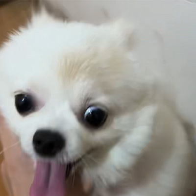 Vetmedix Case Sharing丨Випадок застосування високоенергетичного лазера для лікування собачого стригучого лишаю