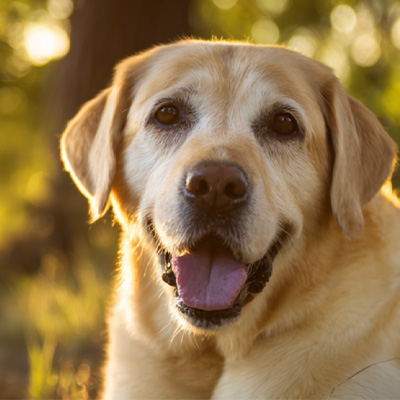 VetMedix Case Sharing丨Приклад застосування високоенергетичної лазерної терапії в лікуванні післяопераційних незагойних пухлин періанальної порожнини